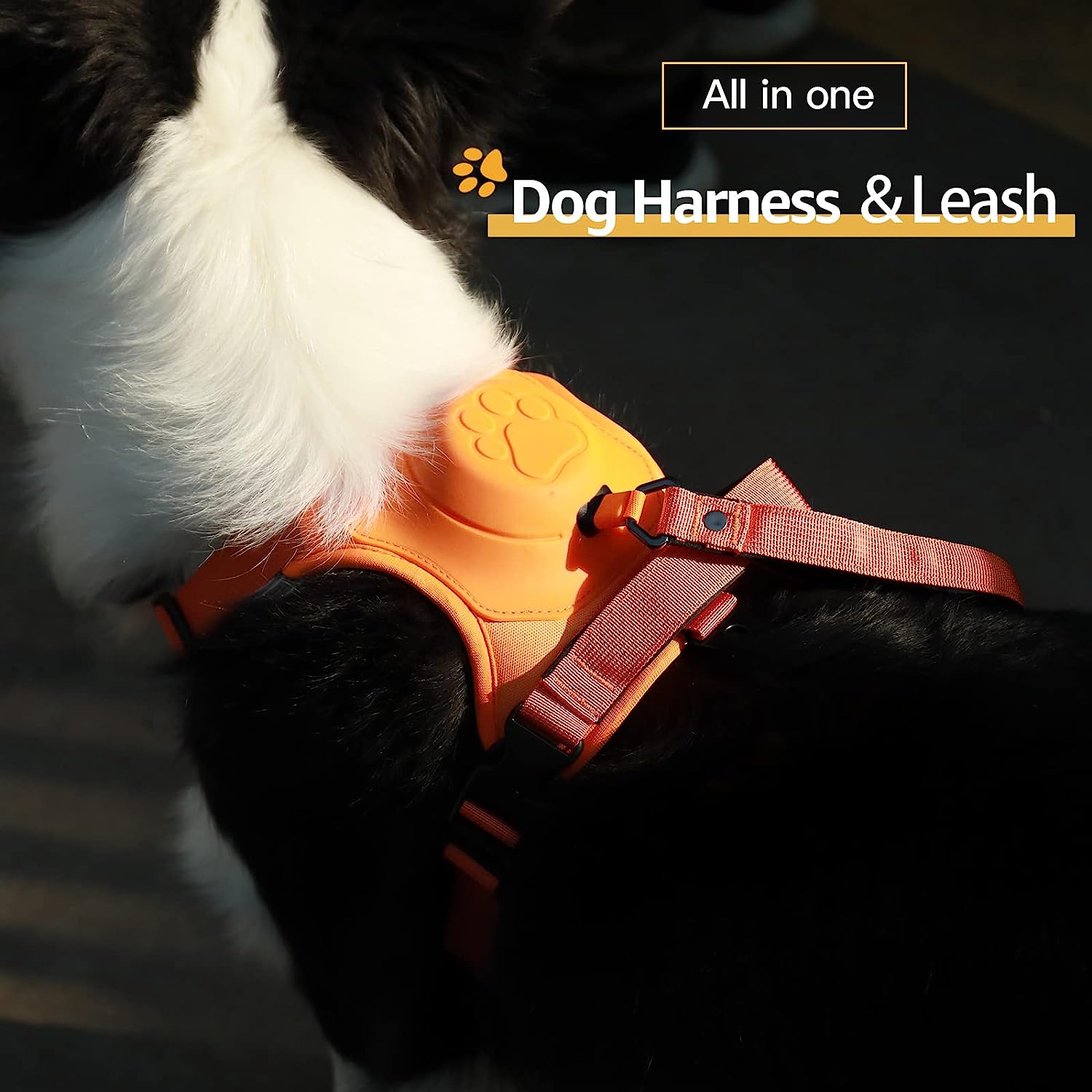 All in one harness and clearance leash